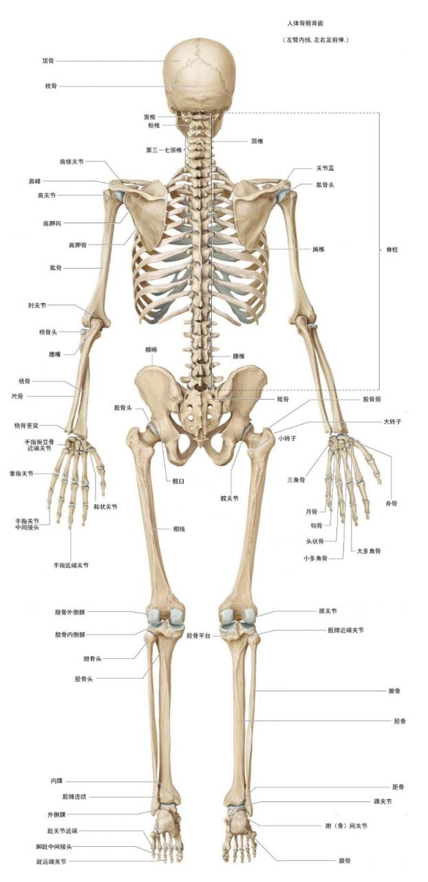 素描模型:含有骨骼名称标注的人体骨骼完整高清图片