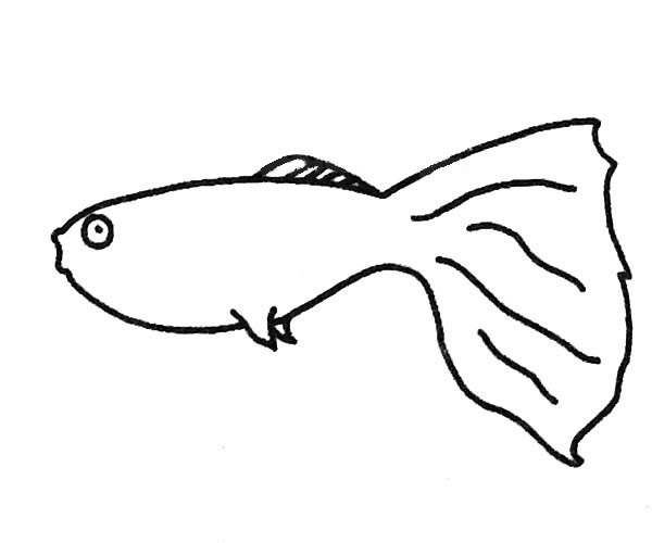 简单的孔雀鱼儿童画
