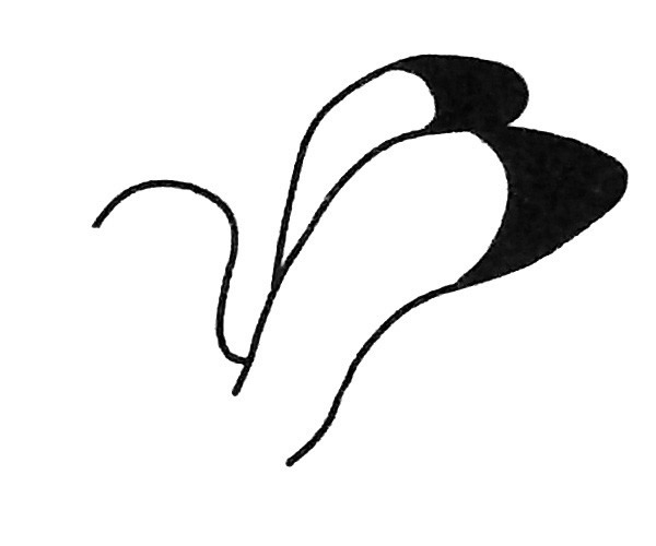 儿童学画海鸥简笔画步骤教程