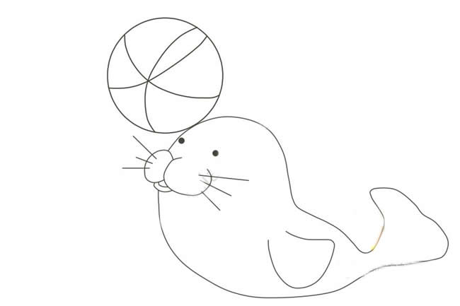 头顶球的海豹简笔画教程带涂色