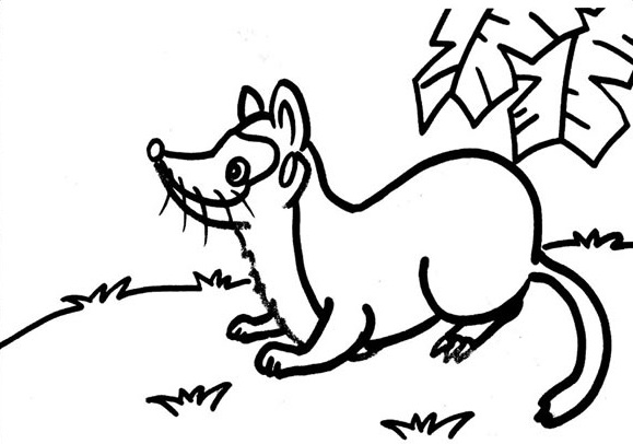 关于黄鼠狼的简笔画
