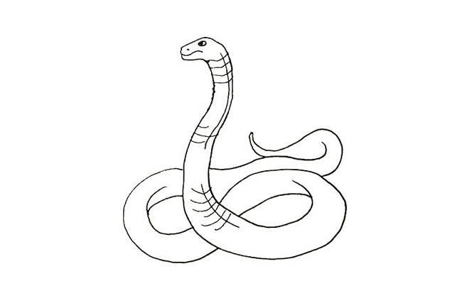 眼镜蛇怎么画 涂色的眼镜蛇简笔画