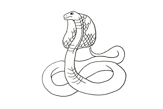 眼镜蛇怎么画 涂色的眼镜蛇简笔画