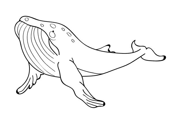 鲸鱼怎么画 帅气的鲸鱼简笔画