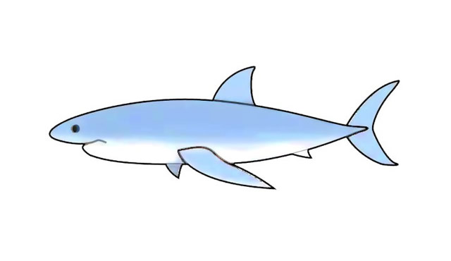 涂色的大白鲨简笔画步骤