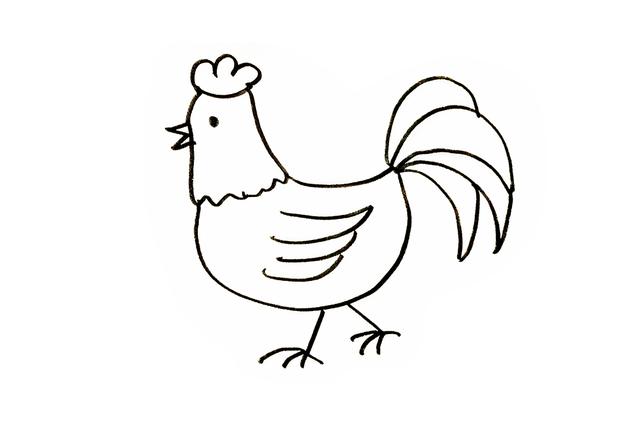 简单的大公鸡怎么画
