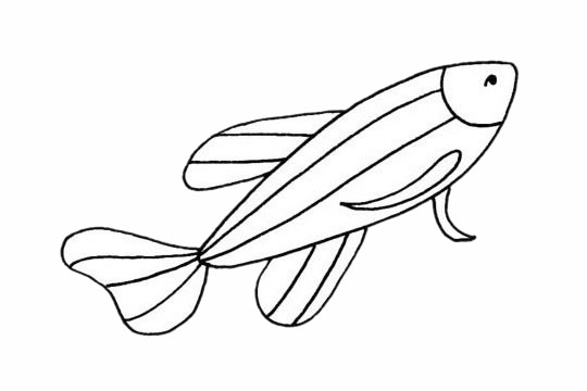 关于斑马鱼的简笔画