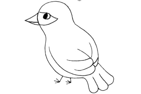 关于杜鹃鸟的简笔画