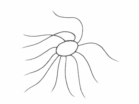 海葵怎么画最简单