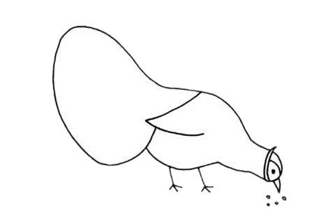 褐马鸡吃东西的简笔画