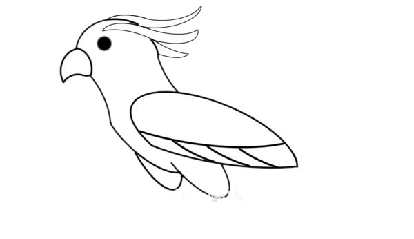 漂亮的彩色鹦鹉简笔画