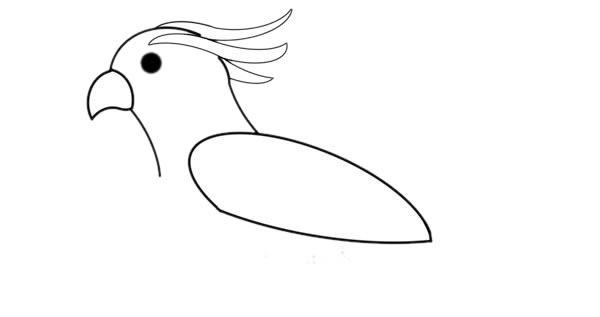漂亮的彩色鹦鹉简笔画