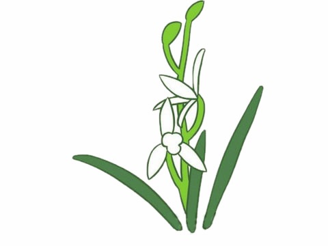 带颜色的兰花简笔画